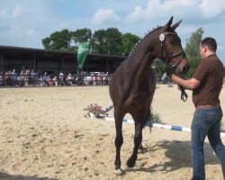 broodmare Florenga K (Westphalian, 2009, from Fleury)