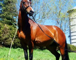 Pferd Desiree (Westfale, 1997, von Dunhill H)