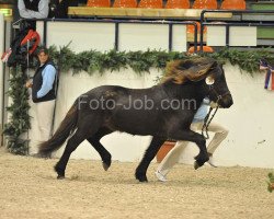 stallion Alvar frá Stóra-Hofi (Iceland Horse, 2007, from Aron fra Strandarhöfdi)