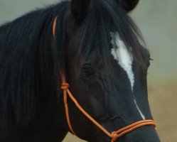 Pferd Habanera (Oldenburger, 2007, von Hochadel)