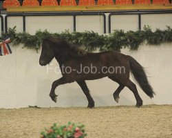 horse Saefari von Heidmoor (Iceland Horse, 2008, from Garpur von Carlshoj)