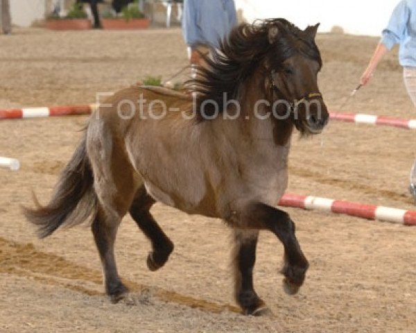 stallion Kraftur vom Heesberg (Iceland Horse, 2006, from Stigur vom Störtal)