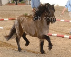 stallion Kraftur vom Heesberg (Iceland Horse, 2006, from Stigur vom Störtal)