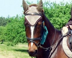 horse Lougano Summer Rain (Westphalian, 2007, from Let de Lember)