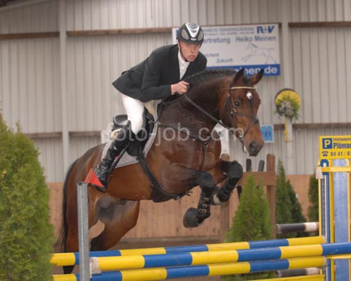 Deckhengst Charming Boy 38 (Holsteiner, 2002, von Contendro I)