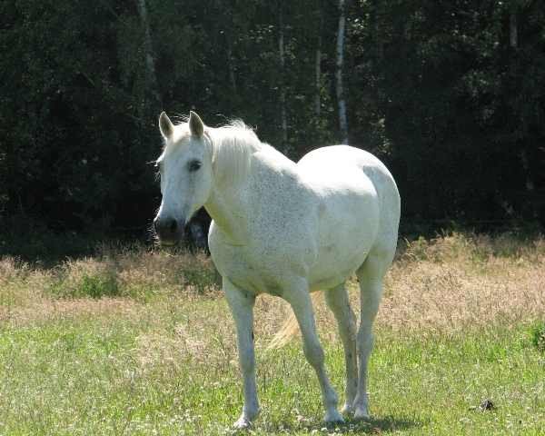 Zuchtstute Roxana (Deutsches Reitpony, 1980, von Raswan ox 2544)