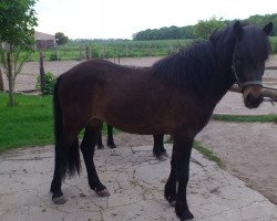 horse Vidar vom Idablick (Iceland Horse, 2009, from Eros vom Fassenhof)