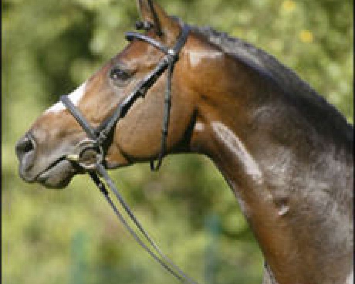 Deckhengst Ruisador (Hannoveraner, 2000, von Riccione)