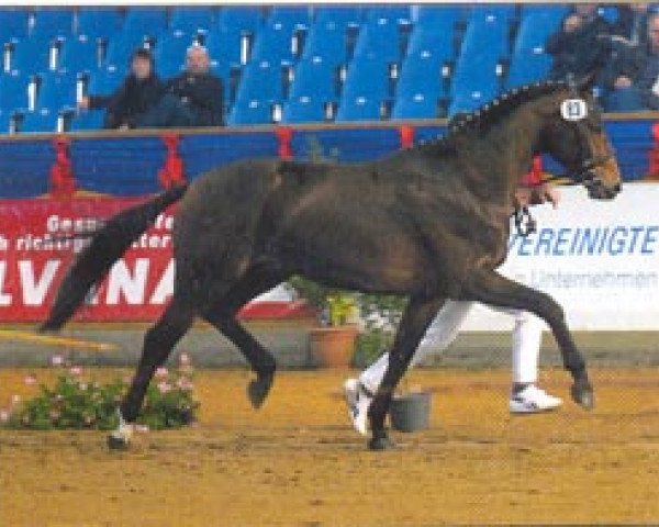 dressage horse Samba Ole (Brandenburg, 2002, from Samba Hit I)