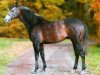 stallion Electric Beat xx (Thoroughbred, 2003, from Shinko Forest xx)