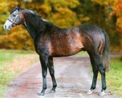 stallion Electric Beat xx (Thoroughbred, 2003, from Shinko Forest xx)