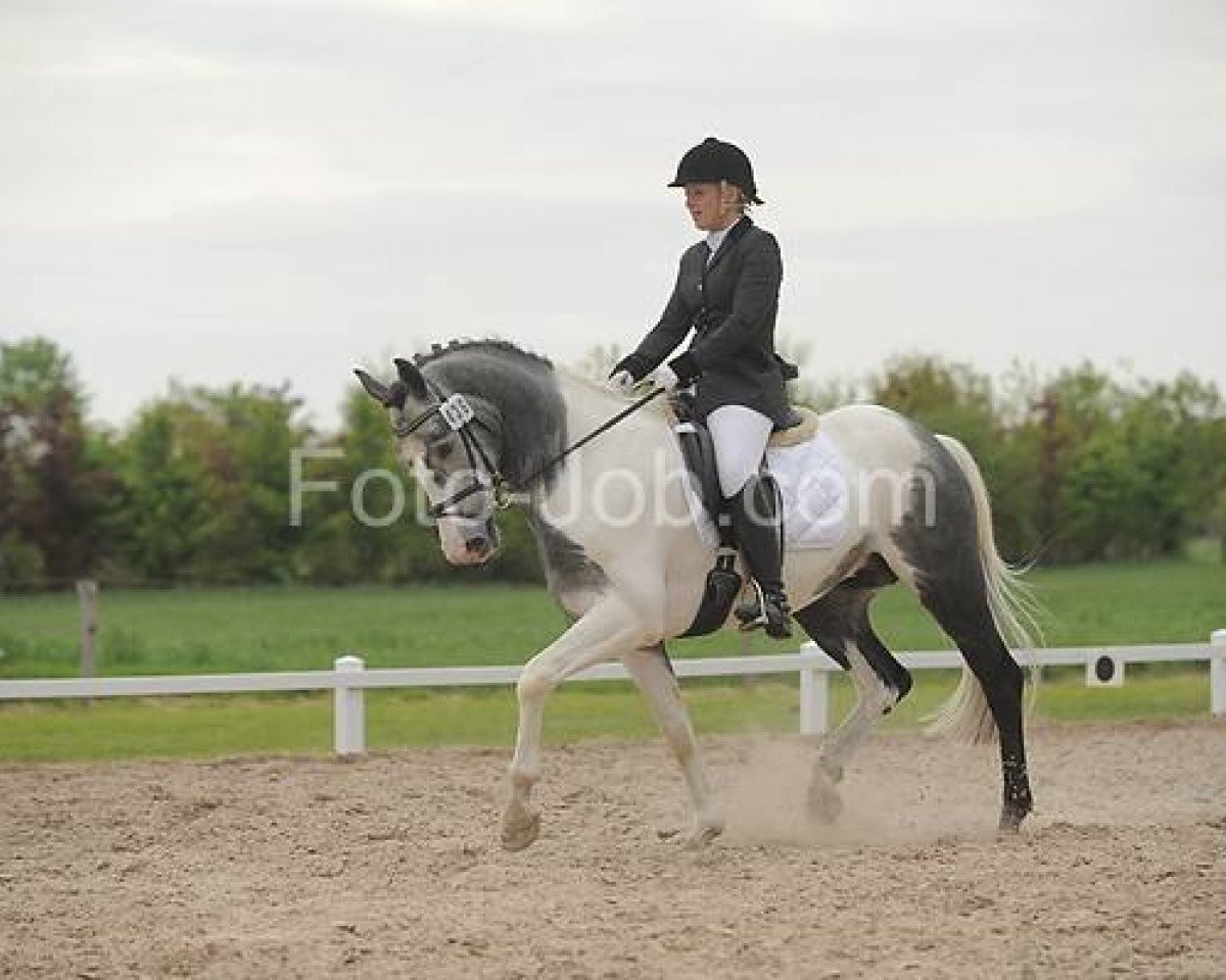 Dressurpferd Silver Convention AS (Pinto/Hunter, 2007, von Showtime)