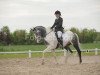 dressage horse Silver Convention AS (Pinto / Hunter, 2007, from Showtime)