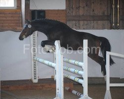 Deckhengst New Seven Mountain Natan (Deutsches Reitpony,  , von New Classico)