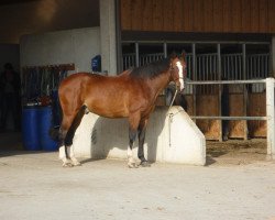 horse Calimero (Bavarian, 1985, from Caro)