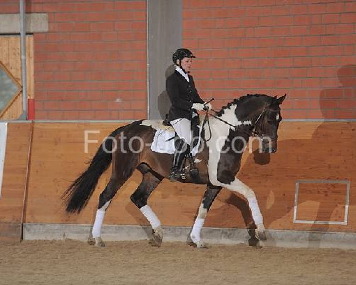 Deckhengst Celebration AS (Pinto/Kleines Reitpferd, 2006, von Showtime)