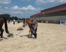 dressage horse Bailador 39 (Westphalian, 2012, from Boston)