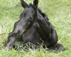 broodmare Danuta (Hanoverian, 2012, from Danone II)