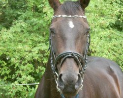 broodmare April Sun xx (Thoroughbred, 1992, from Imperial Fling xx)