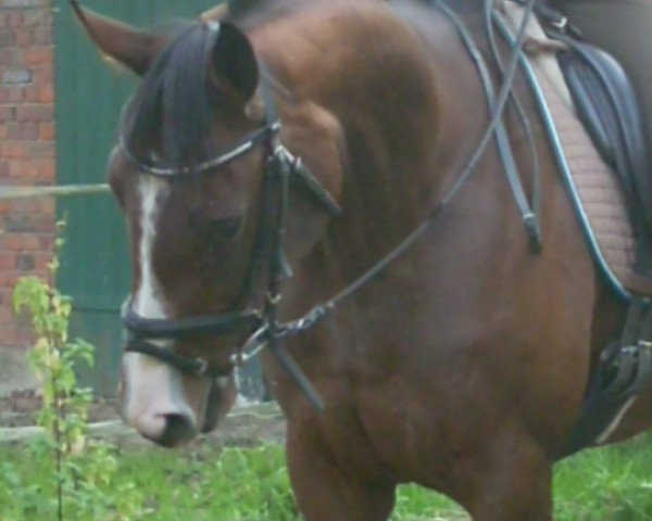 horse Ziza xx (Thoroughbred, 2008, from Noroit xx)