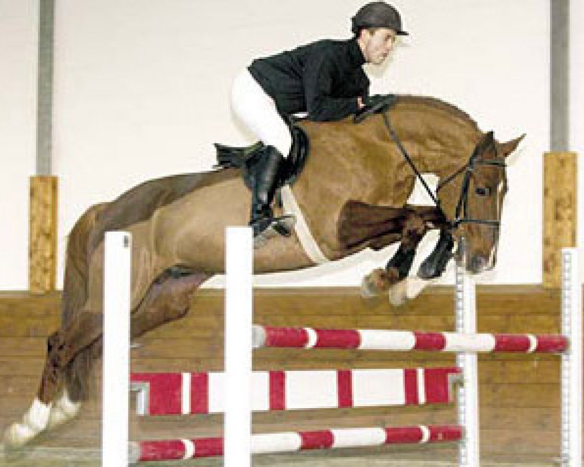 stallion Bambi des Cresles (Selle Français, 1989, from Narcos II)