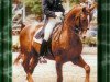 horse Grundstein I (Hanoverian, 1975, from Graphit)