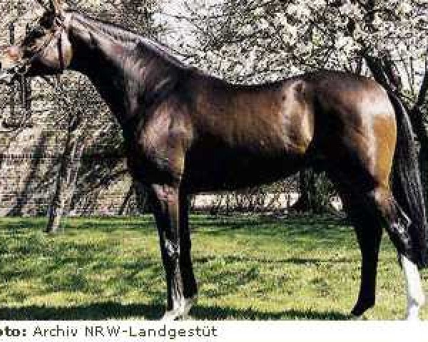 stallion Feuerfunke xx (Thoroughbred, 1979, from Frontal xx)