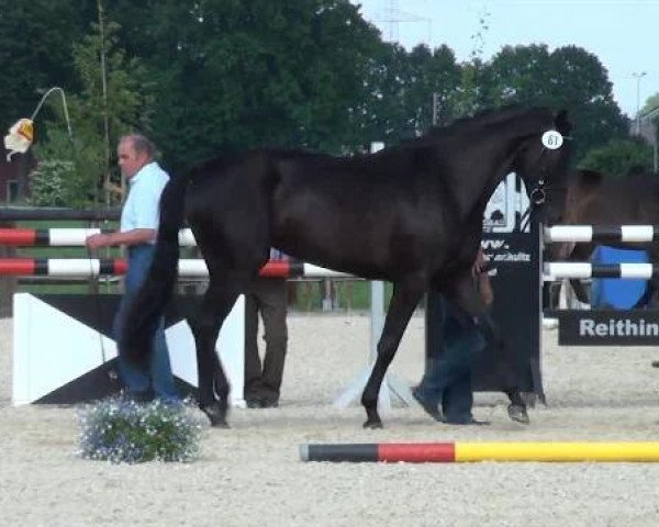 horse Stute D Nr.61 (Westphalian, 2009, from Tabaluga)