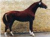 stallion Banditentraum (Trakehner, 1983, from Kiebitz)
