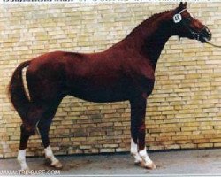 stallion Banditentraum (Trakehner, 1983, from Kiebitz)