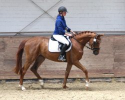 broodmare Qashaqai (Oldenburg, 2009, from Quicksilber)