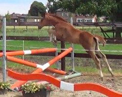 jumper Couleur PS Z (Zangersheide riding horse, 2016, from Couleur Rubin)