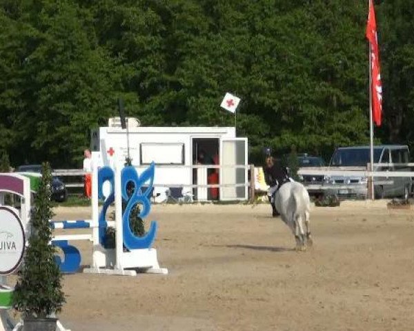 jumper Tiamo (German Riding Pony,  )