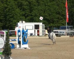 jumper Tiamo (German Riding Pony,  )