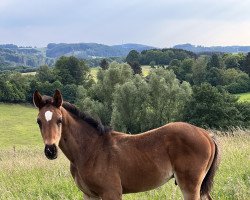 dressage horse Vom selben Stern (Westphalian, 2022, from Vidar)