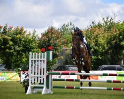 Springpferd Qulambo Jones (Holsteiner, 2015, von Quiran)