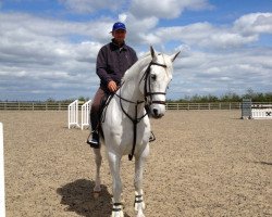 jumper Courtney Z (Zangersheide riding horse, 2001, from Chellano Z)