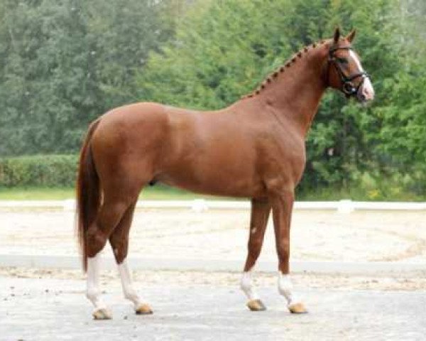 stallion Benidetto (Hanoverian, 2004, from Belissimo NRW)