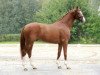 stallion Benidetto (Hanoverian, 2004, from Belissimo NRW)