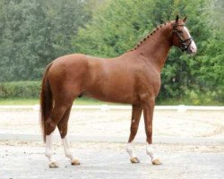 stallion Benidetto (Hanoverian, 2004, from Belissimo NRW)