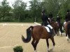 dressage horse New Commer (German Riding Pony, 2007, from Nabucco R)