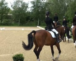 dressage horse New Commer (German Riding Pony, 2007, from Nabucco R)