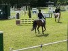 dressage horse Bolero (German Riding Pony, 2002, from Bolero)