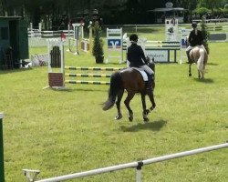 dressage horse Bolero (German Riding Pony, 2002, from Bolero)