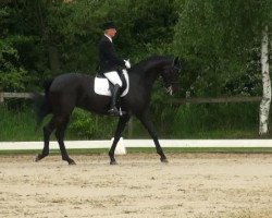 dressage horse Sinfonia Monasteria (Oldenburg, 2005, from Sandro Hit)