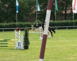 Springpferd Black Trysor (Welsh-Cob (Sek. D), 2004, von Finneyhill Black Henry)