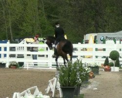 dressage horse Cherot (Holsteiner, 1999, from Candillo Z)