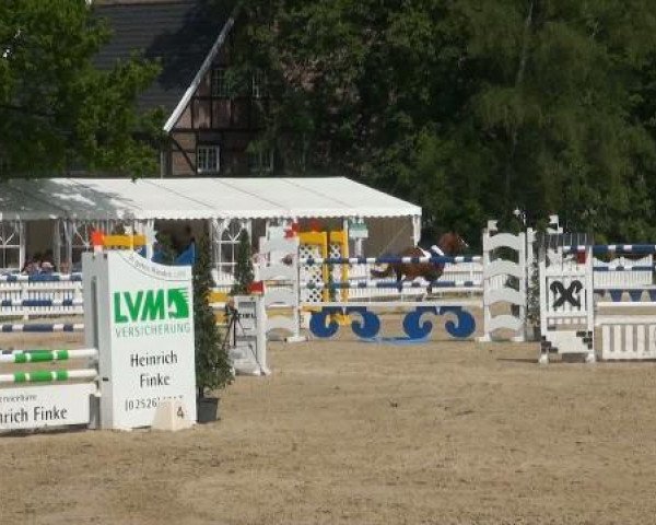 dressage horse Luciano (German Riding Pony, 2006, from Laudatio)
