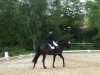 dressage horse Donna Lauretta (unknown,  )