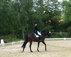 dressage horse Donna Lauretta (unknown,  )